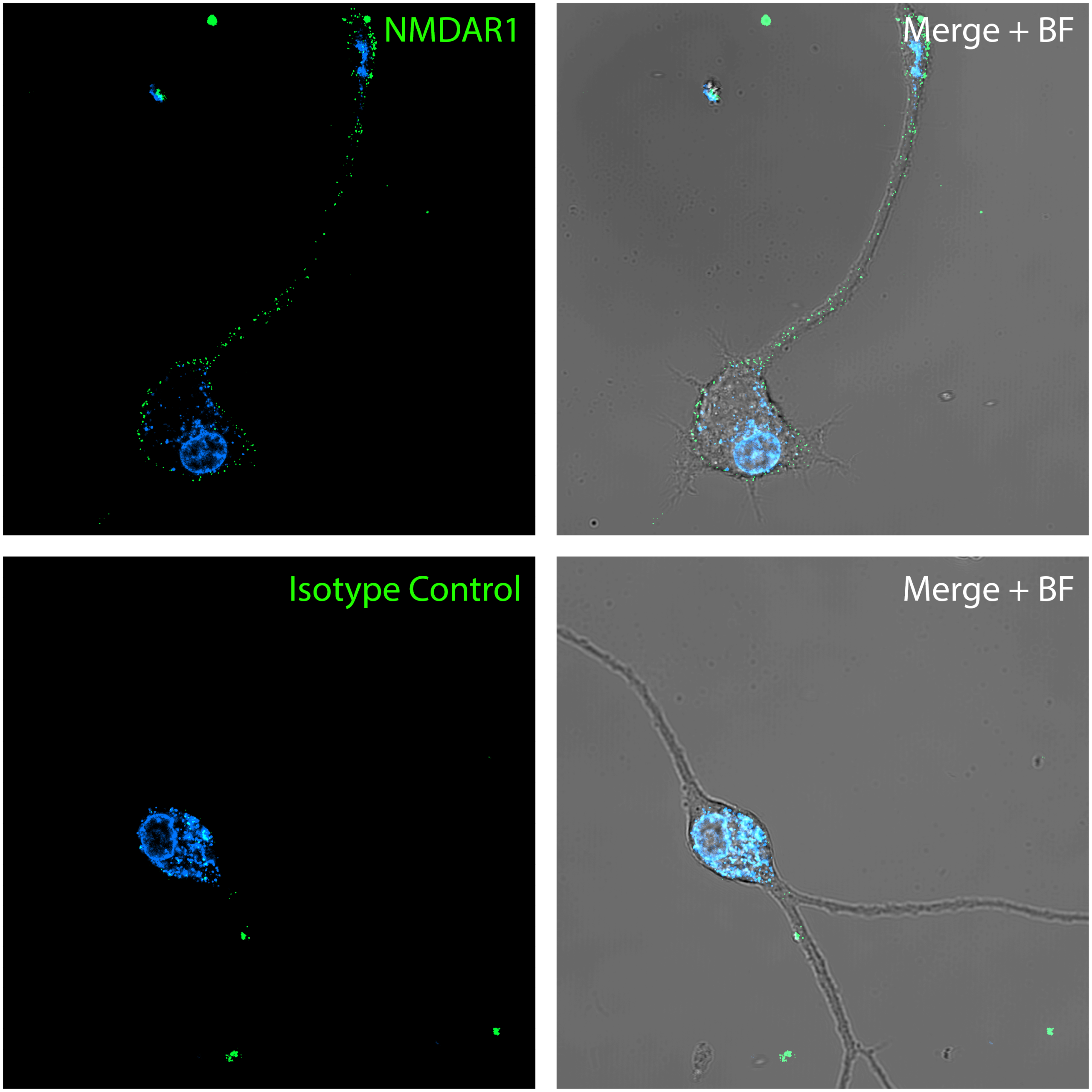 ab_livecellimaging2