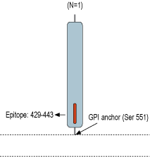 immunogen