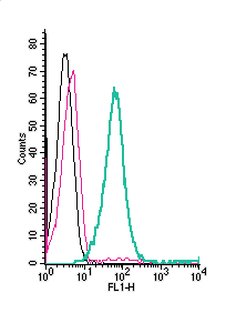 Cell surface detection of ASCT2 by direct flow cytometry in live intact human Jurkat T-cell leukemia cells: