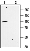 Western blot analysis of rat brain membranes: