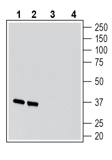 Western blot analysis of rat brain membranes (lanes 1 and 3) and mouse brain membranes (lanes 2 and 4):