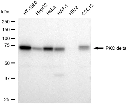 KVAb01489