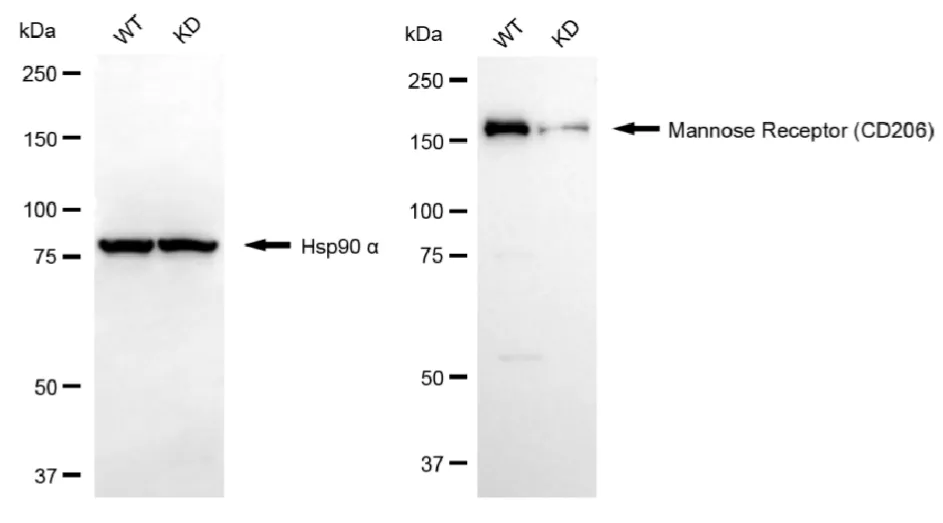 KVAb01693