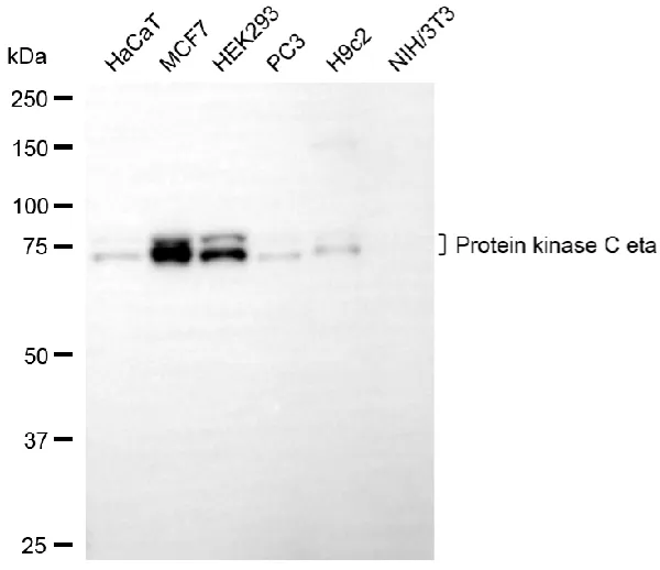 KVAb01464