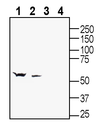 Western blot analysis of rat brain lysate (lanes 1 and 3) and mouse brain lysate (lanes 2 and 4):