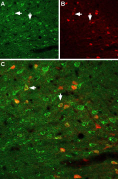 Expression of GFRA1 in rat neocortex