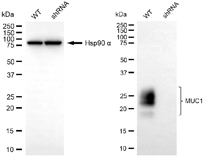 KVAb01534