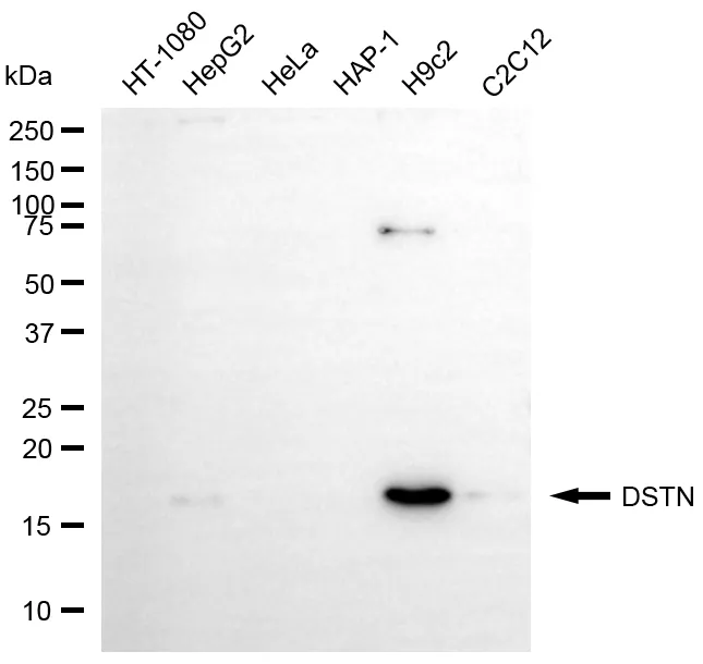 KVAb01816