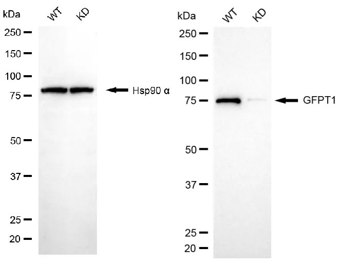 KVAb01445