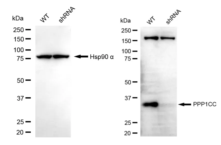 KVAb01902