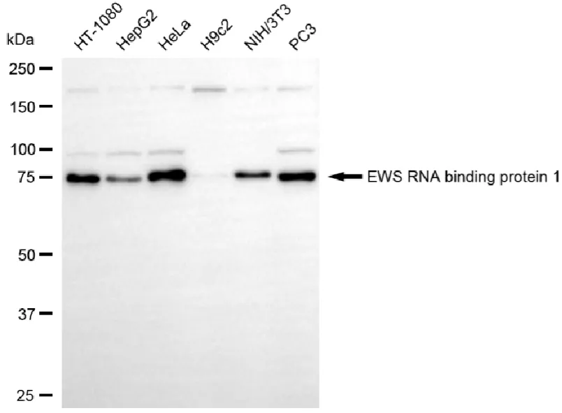 KVAb01451