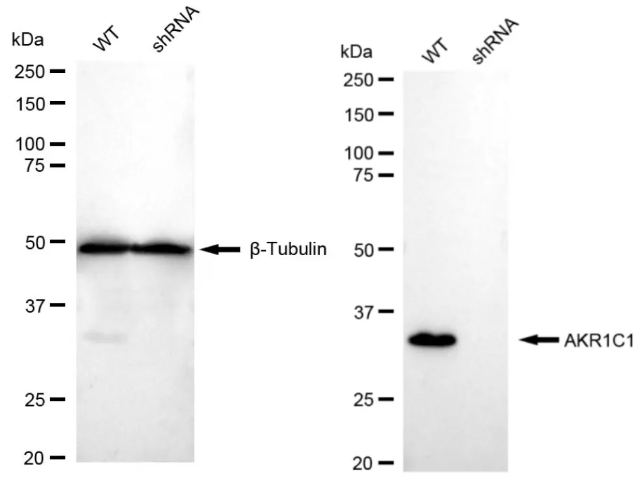 KVAb01422