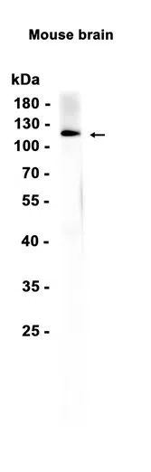 AMRe86439