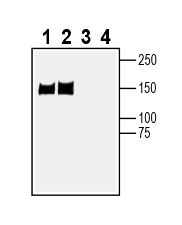 Western blot analysis of rat brain membranes (lanes 1 and 3) and mouse brain membranes (lanes 2 and 4):