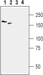 Western blot analysis of rat DRG (lanes 1 and 3) and mouse brain (lanes 2 and 4) lysates: