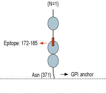 immunogen