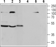 Western blot analysis of human T-cell leukemia Jurkat cell line (lanes 1 and 4), human acute lymphoblastic leukemia MOLT-4 (lanes 2 and 5) and mouse macrophage J774.1 (lanes 3 and 6) cell lysates: