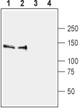 Western blot analysis of rat (lanes 1 and 3) and mouse (lanes 2 and 4) brain membranes :