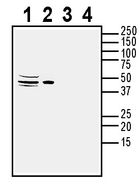 Western blot analysis of rat brain membranes (lanes 1 and 3) and mouse brain membranes (lanes 2 and 4):