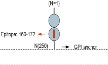 immunogen