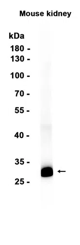 AMRe86508