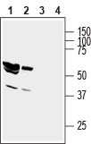 Western blot analysis of rat brain lysate (lanes 1 and 3) and mouse brain membranes (lanes 2 and 4):