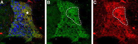 Expression of proNT-3 in rat brain