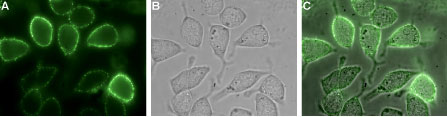Expression of TROY in human U-87 MG cells