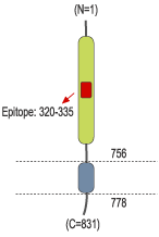 immunogen
