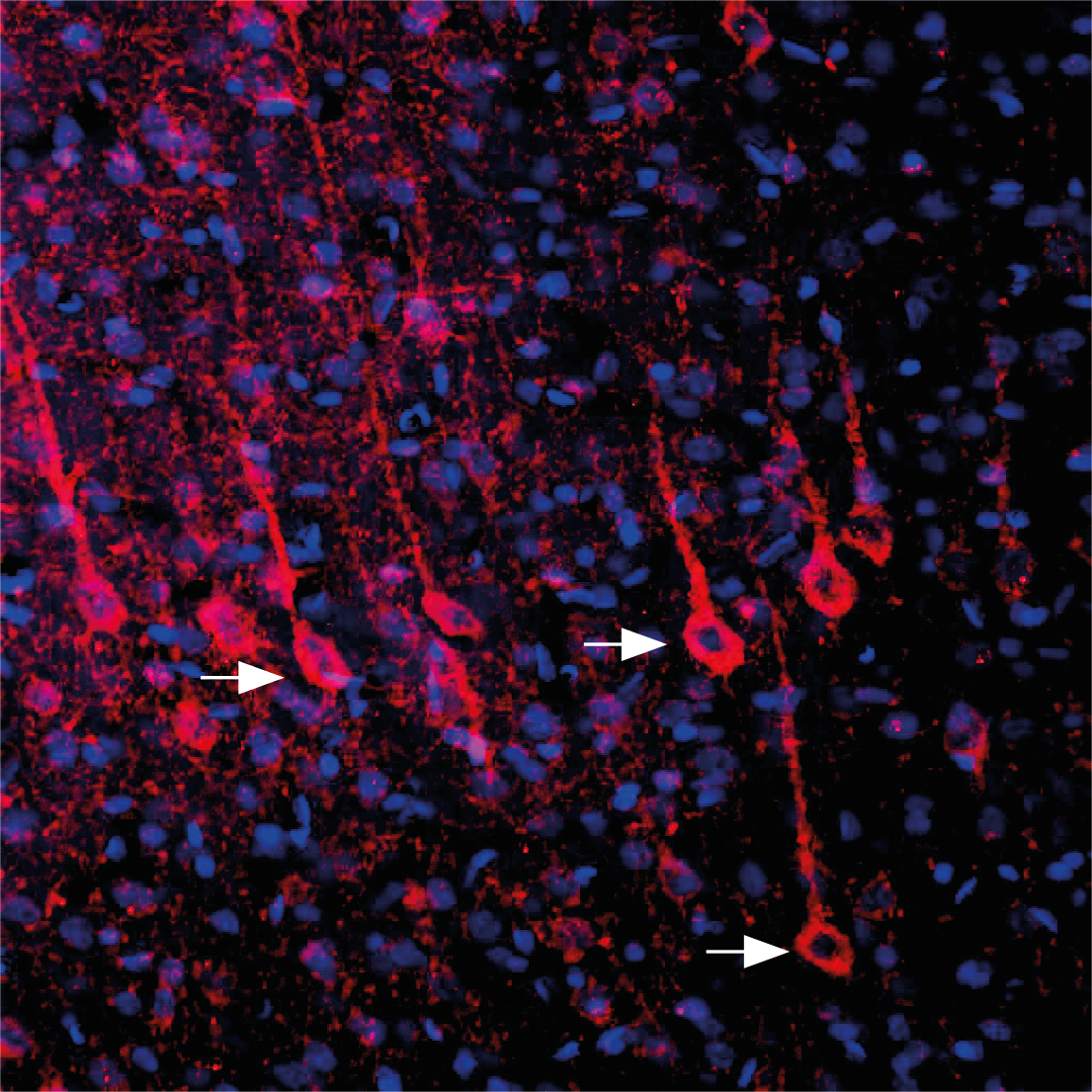 Expression of P2RY6 in rat parietal cortex