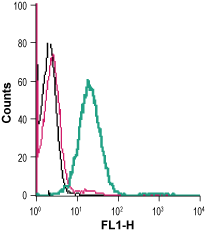 Cell surface detection of CD73 in live intact human Jurkat T-cell leukemia cells: