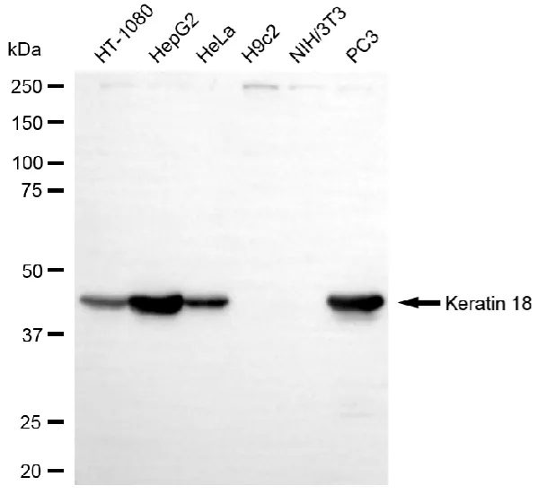 KVAb01546