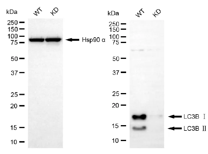 KVAb01267