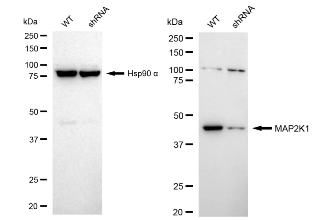 KVAb01678