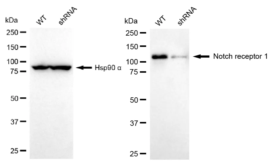 KVAb00378