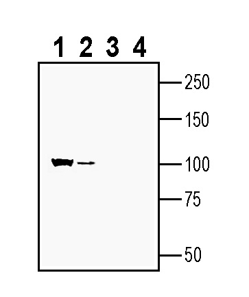 Western blot analysis of rat brain membranes (lanes 1 and 3) and mouse brain membranes (lanes 2 and 4):