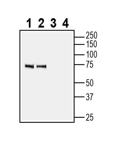 Western blot analysis of mouse brain membranes (lanes 1 and 3) and rat brain lysates (lanes 2 and 4):
