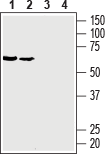 Western blot analysis of rat brain membranes (lanes 1 and 3) and mouse brain membranes (lanes 2 and 4):