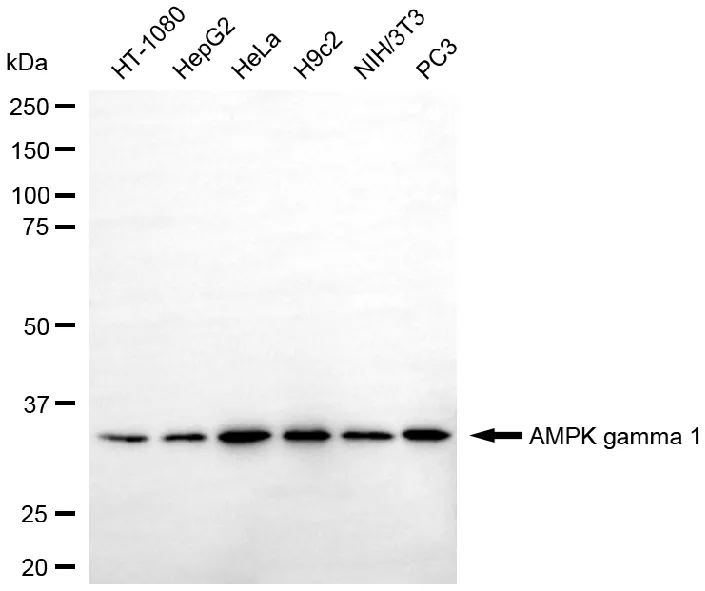 KVAb01415