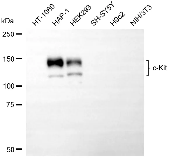 KVAb01739