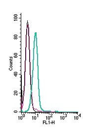 Cell surface detection of <span class="Text