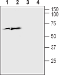Western blot analysis of rat cortex lysate (lanes 1 and 3) and mouse brain lysate (lanes 2 and 4):