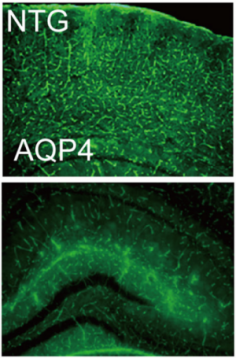 Expression of Aquaporin 4 in mouse brain.