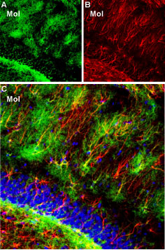 Expression of K ir 4.1 in rat hippocampal dentate gyrus