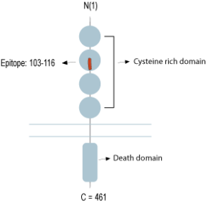 immunogen
