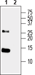 Western blot analysis of Recombinant human Neurotrophin-3 (NT-3) protein (#N-260), (100 ng):