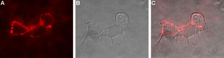 Expression of Glutamate receptor δ1 in rat PC12 cells