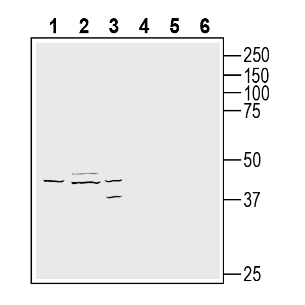 Western blot analysis of human THP-1 monocytic leukemia cell line lysates (lanes 1 and 4), human U-87 MG glioblastoma cell line lysate (lanes 2 and 5) and human SH-SY5Y neuroblastoma cell line lysate (lanes 3 and 6):