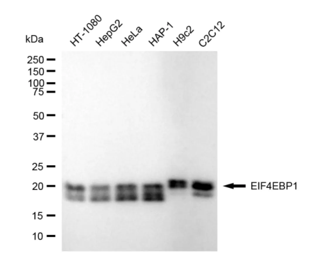 KVAb00786