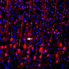 Expression of VGLUT2 in rat neocortex